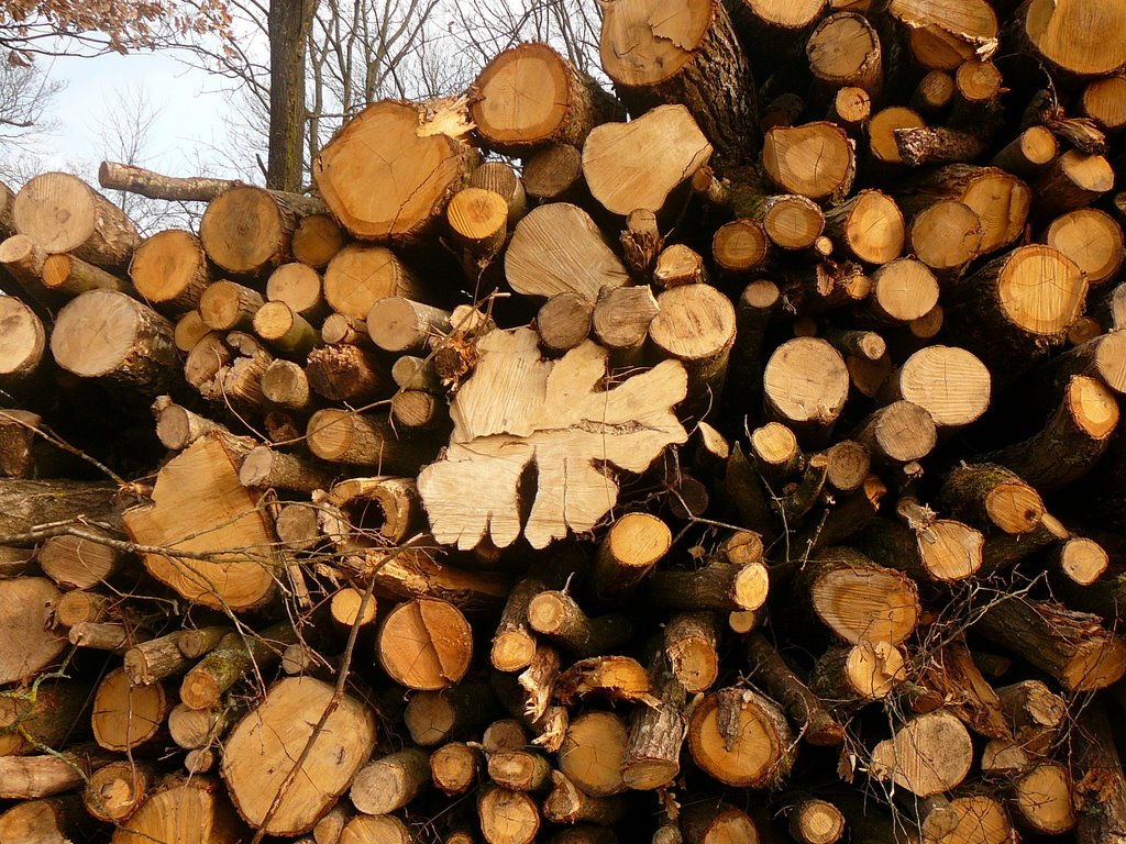 2012 02 Ornitho à St Hubert 15